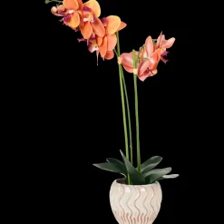 The Hamptons Collections HOME orchidee in pot | Action NL Clearance